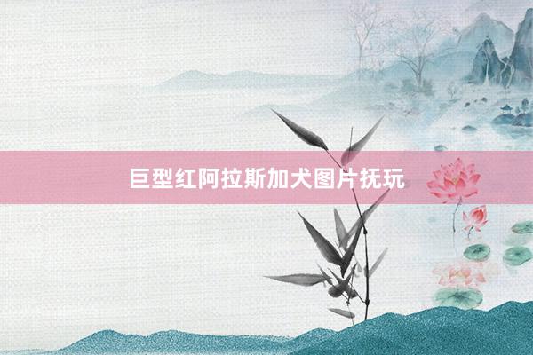 巨型红阿拉斯加犬图片抚玩